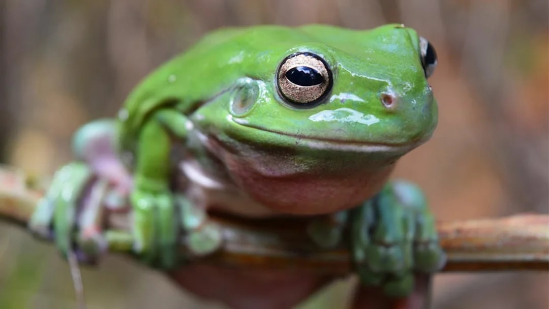 Green tree frog perched on a branch at Australian Reptile Park.