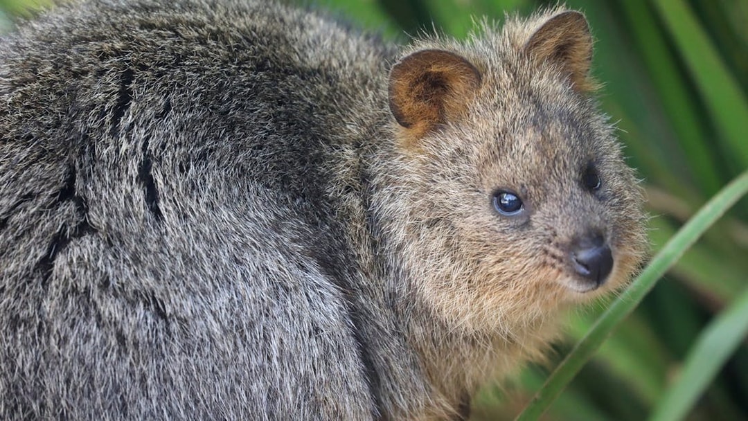 Quokka at Australian Reptile Park, New South Wales.