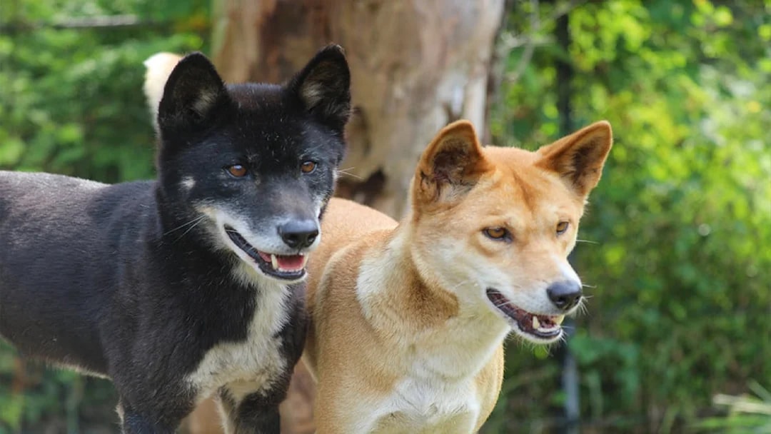 Dingoes at Australian Reptile Park, New South Wales.