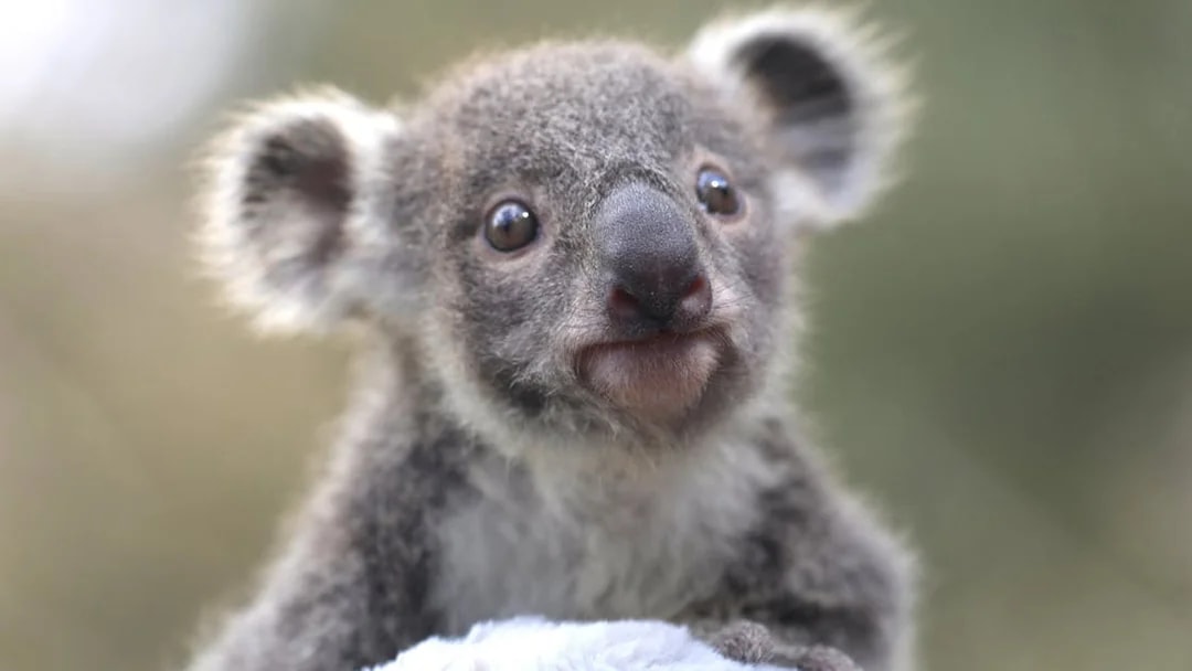 Young koala at Australian Reptile Park.
