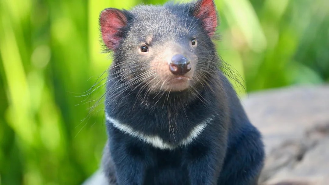 Tasmanian devil at Australian Reptile Park.