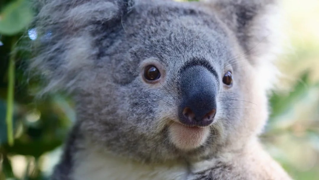 Koala at Australian Reptile Park, New South Wales.