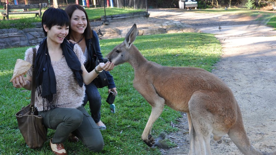 Visitors feeding a kangaroo at Australian Reptile Park.