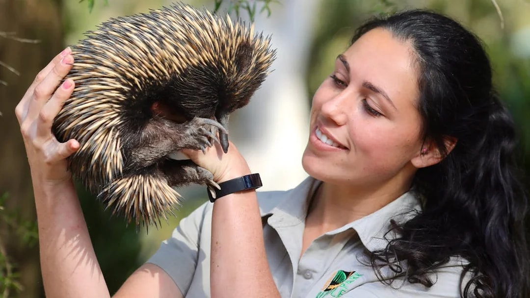 Echidna held by a staff member at Australian Reptile Park.