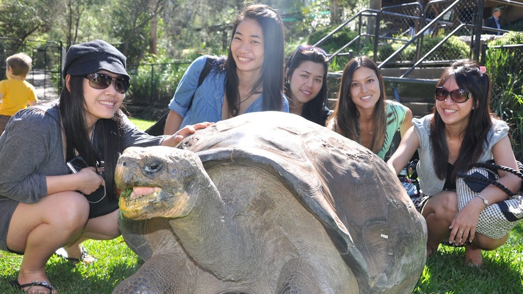 Visitors interacting with a giant tortoise at Australian Reptile Park.