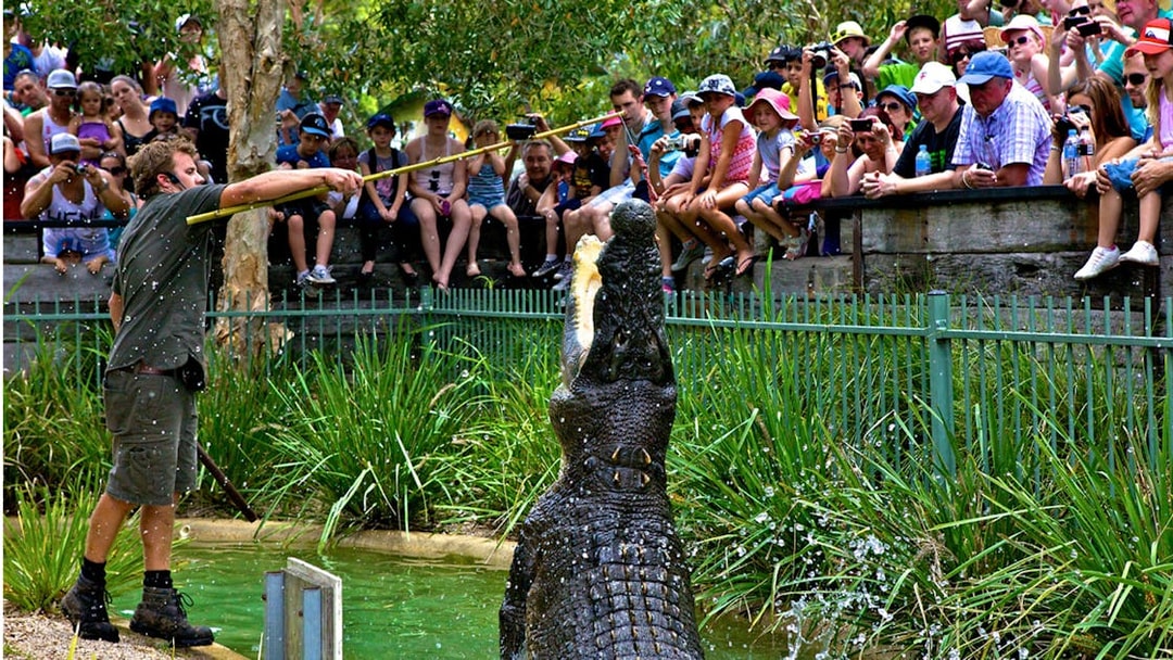 Crocodile feeding show at Australian Reptile Park with audience watching.
