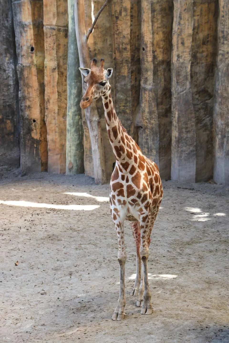 Avilon Zoo in Manila | Phillippines