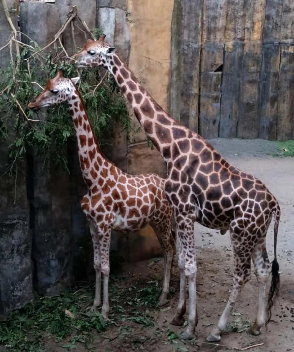 Avilon Zoo in Manila | Phillippines
