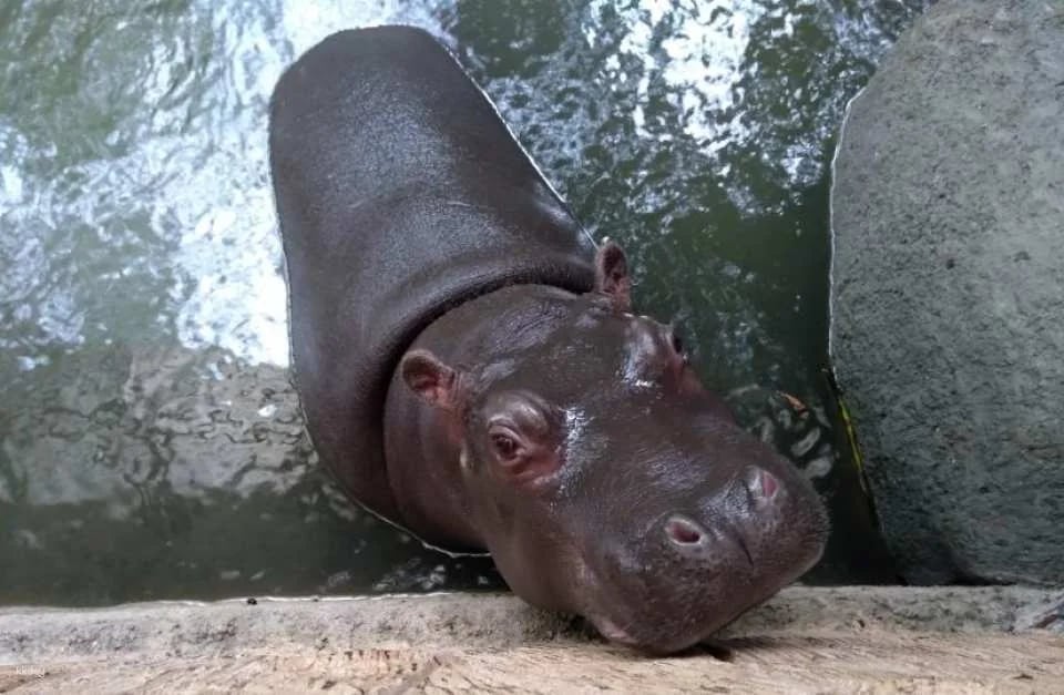 Avilon Zoo in Manila | Phillippines