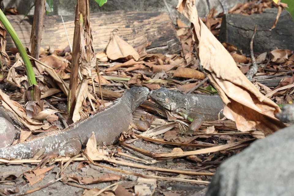 Avilon Zoo in Manila | Phillippines