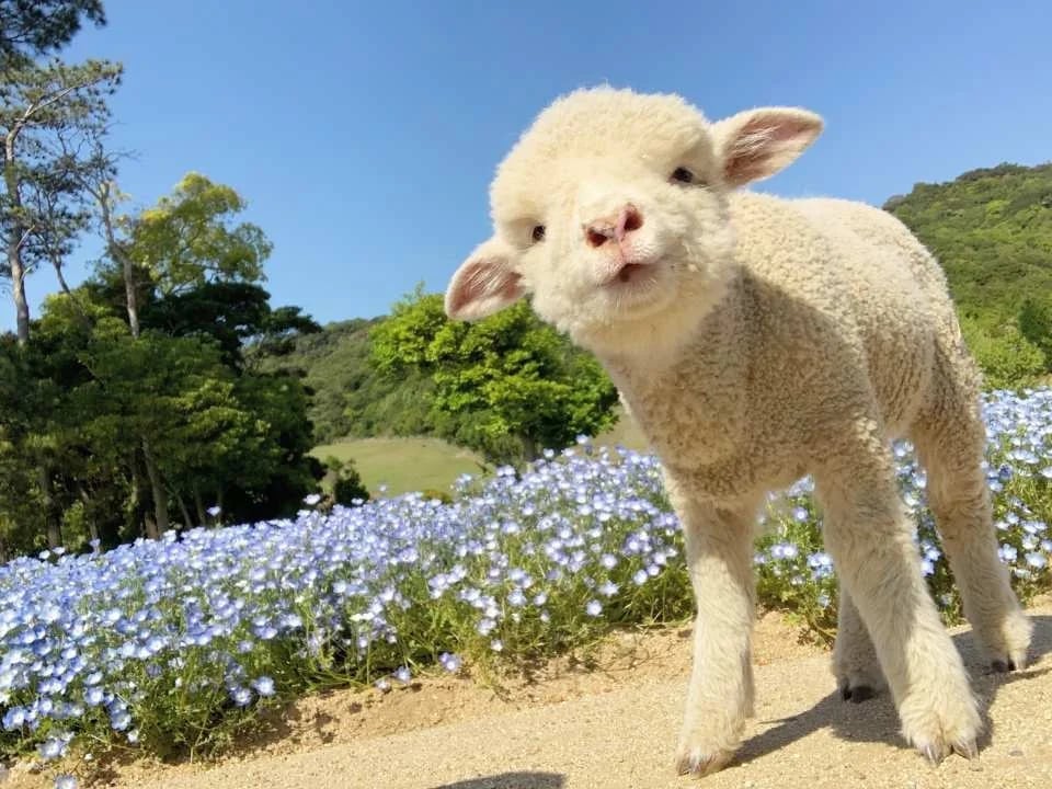 Awaji Farm Park England Hill Ticket | Official Retailer | Hyogo