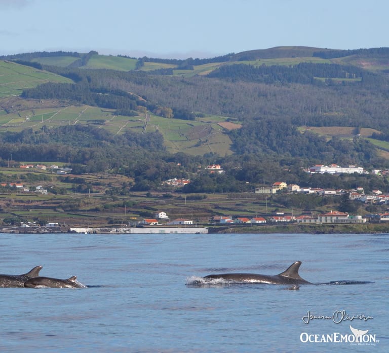 Terceira: Whale & Dolphin Watching | Best Wildlife Tour