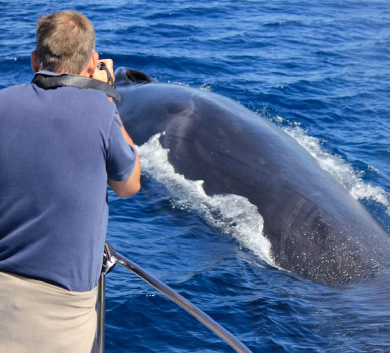 Terceira: Whale & Dolphin Watching | Best Wildlife Tour