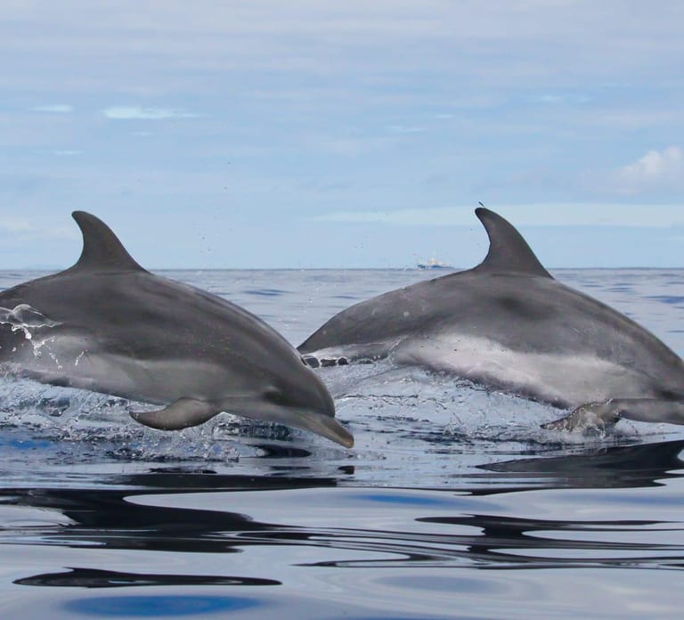 Terceira: Whale & Dolphin Watching | Best Wildlife Tour