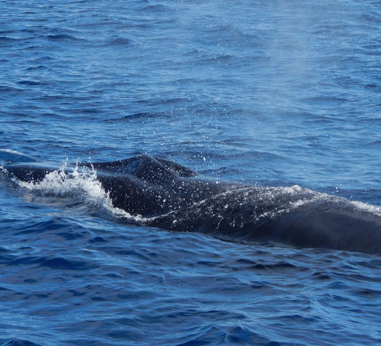 Terceira: Whale & Dolphin Watching | Best Wildlife Tour