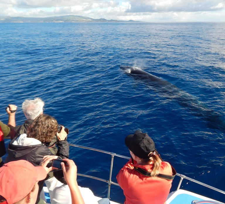 Terceira: Whale & Dolphin Watching | Best Wildlife Tour