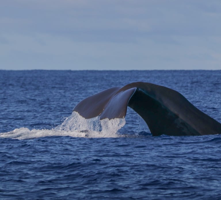 Terceira: Whale & Dolphin Watching | Best Wildlife Tour