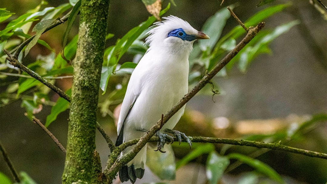 Bali mynah perched on a branch in a lush forest setting.