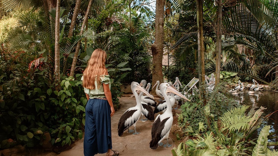 Visitor observing pelicans at Bali Bird Park amidst lush greenery.