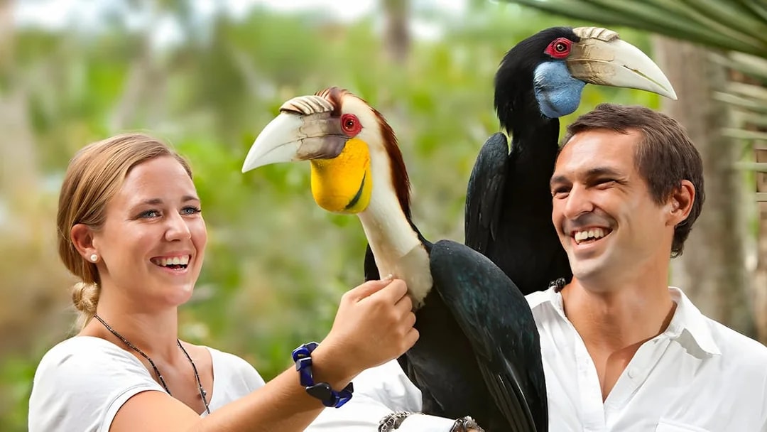 Visitors interacting with hornbills at Bali Bird Park.