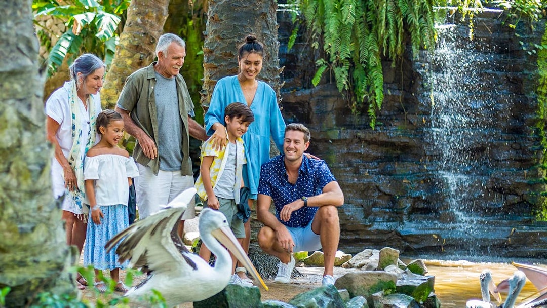 Family observing pelicans at Bali Bird Park with waterfall backdrop.
