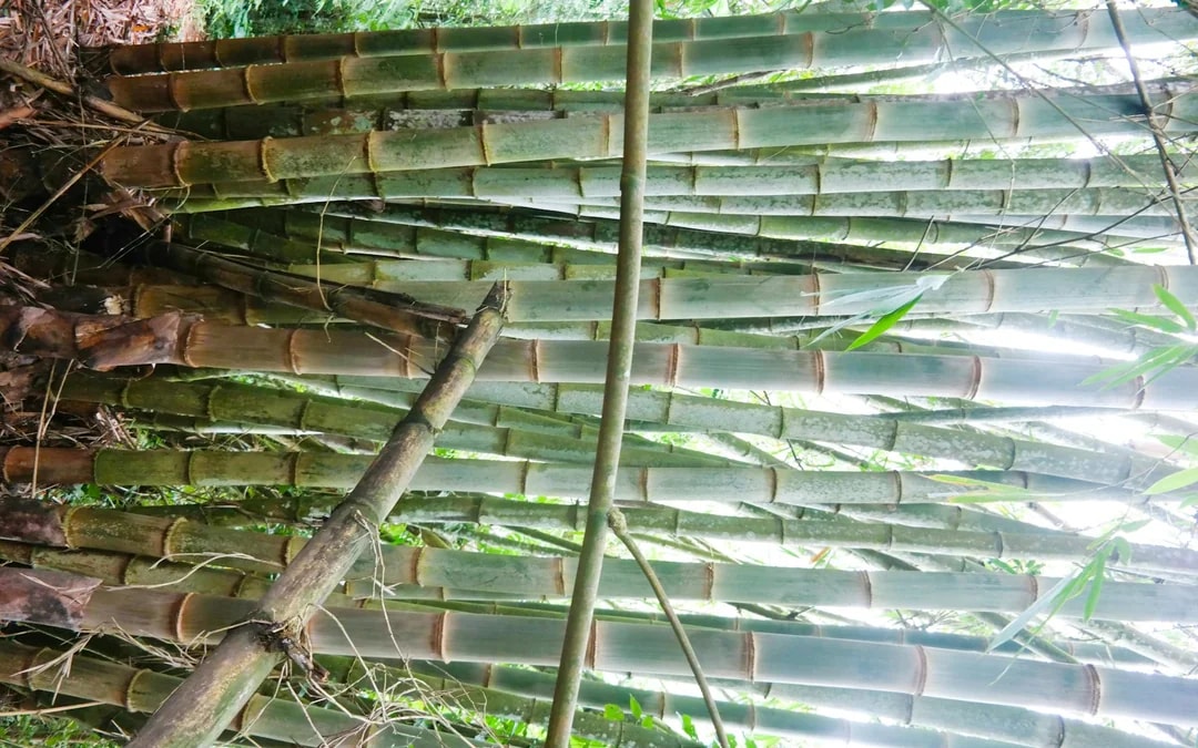 Bali Jungle Trekking, Canoeing & Waterfall Visit with Lunch and Round-Trip Hotel Transfers Image 2