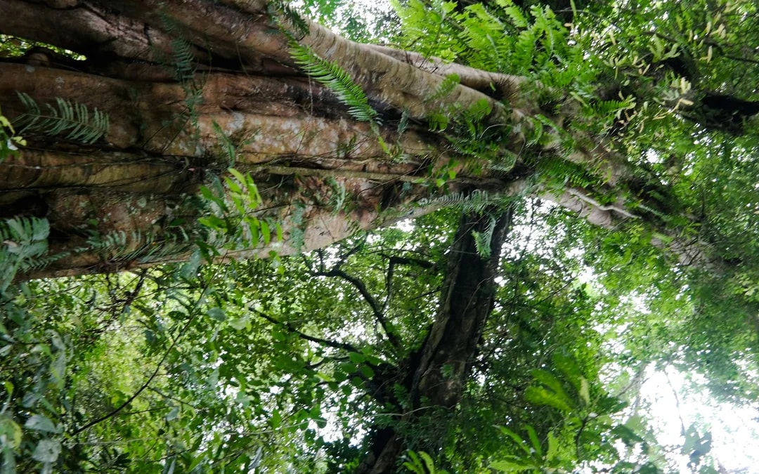 Bali Jungle Trekking, Canoeing & Waterfall Visit with Lunch and Round-Trip Hotel Transfers Image 6