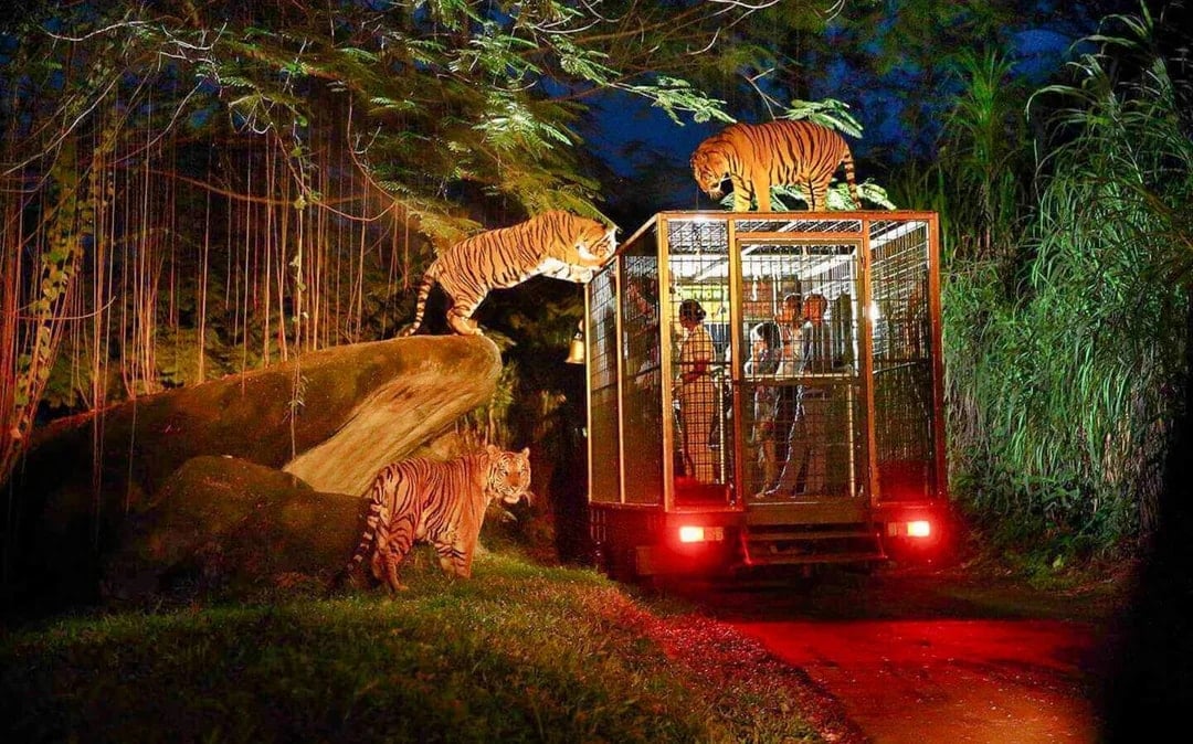Bali Night Safari Tickets Image 1