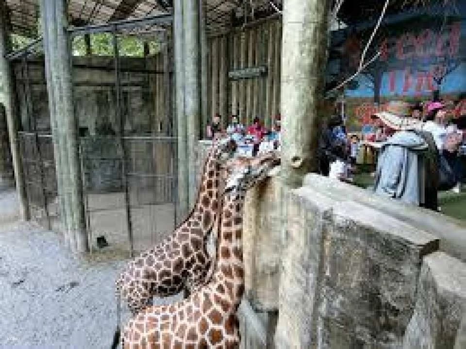 Bali Safari for Non-Indonesian ID Holder in Bali | Indonesia