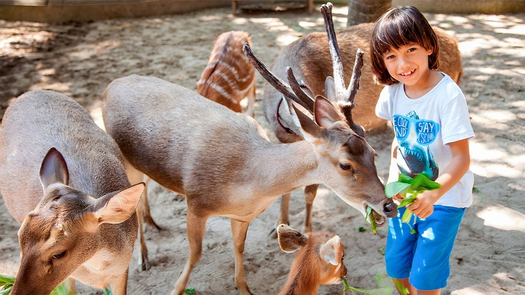 Boy feeding leaves to deer at Bali Zoo.