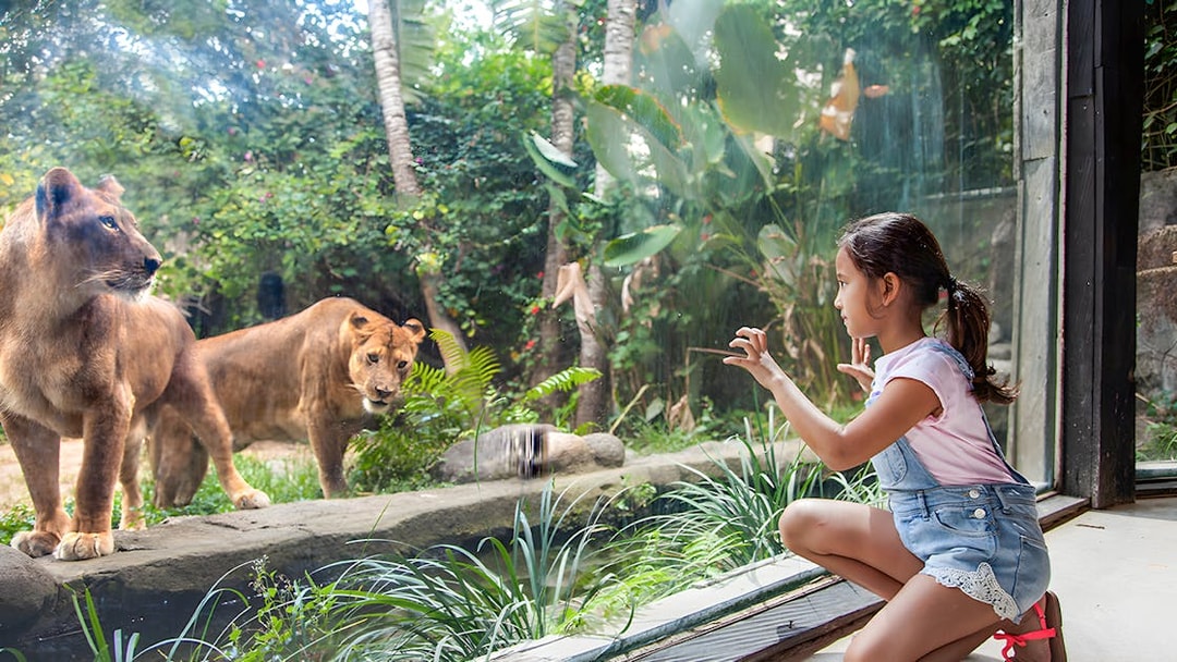 Girl observing lions through glass at Bali Zoo.