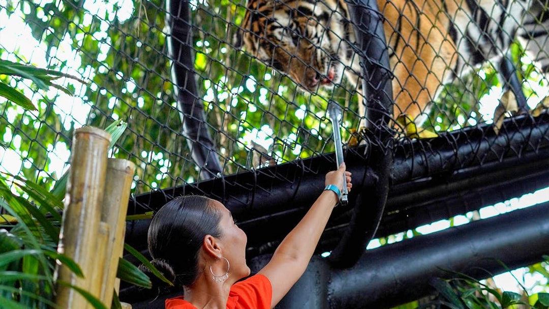 Visitor feeding a tiger through a fence at Bali Zoo.