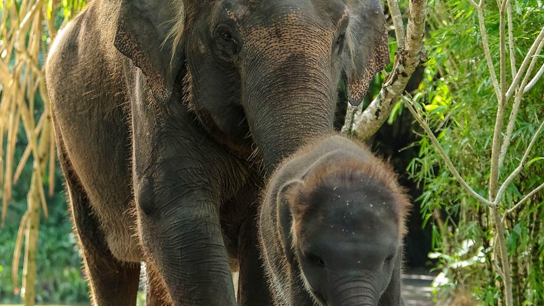 Adult elephant and baby walking at Bali Zoo.