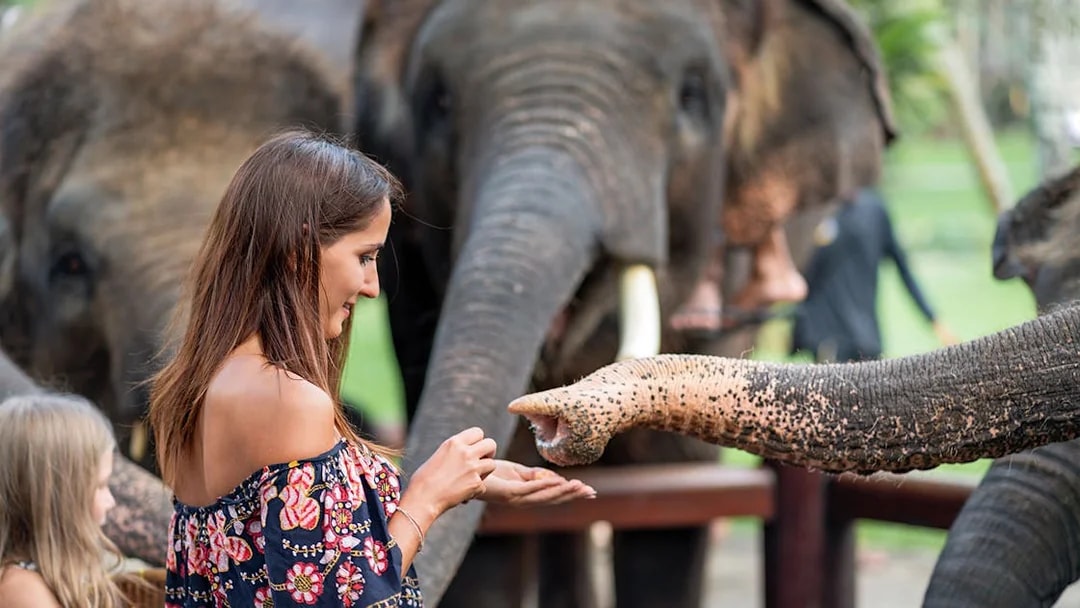Woman feeding elephants at Elephant Jungle Sanctuary, Pattaya.