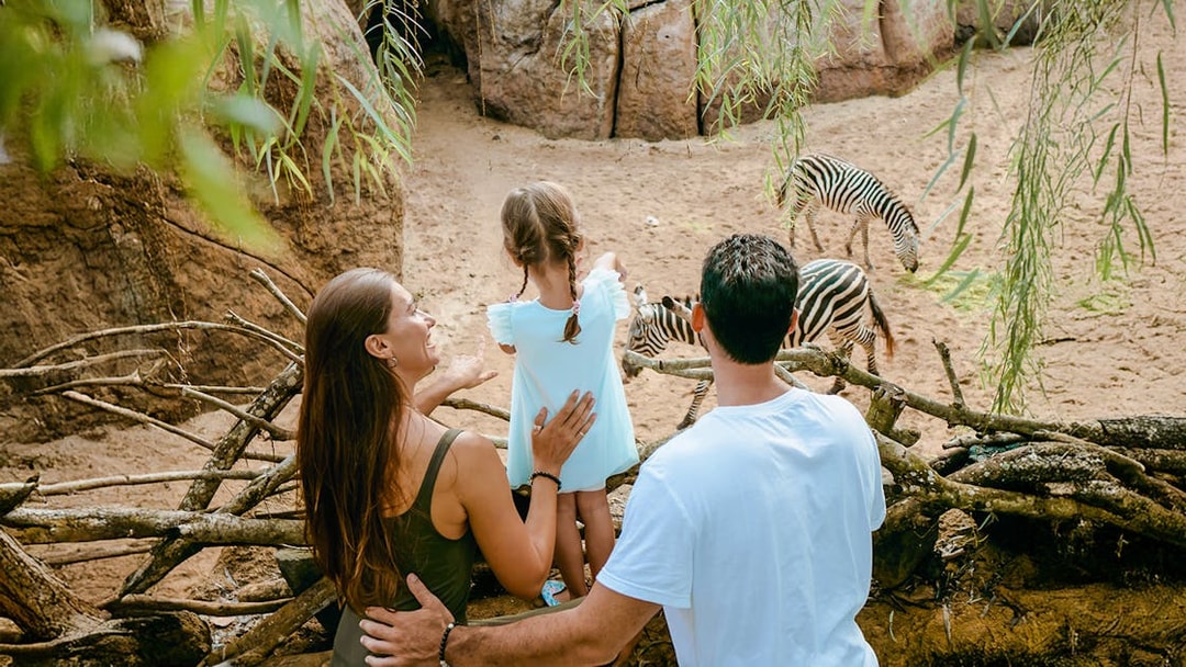 Family observing zebras grazing in the Savanna habitat at Bali Zoo.