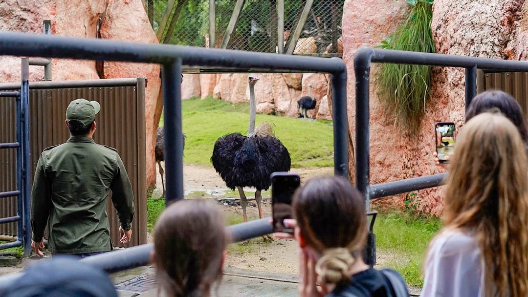 Visitors photograph an ostrich in its enclosure at Bali Zoo.