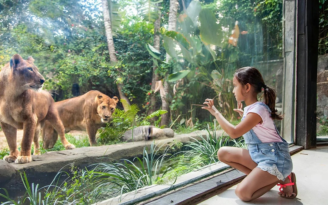  Bali Zoo Tickets + Breakfast with Orangutans  
 Image 3