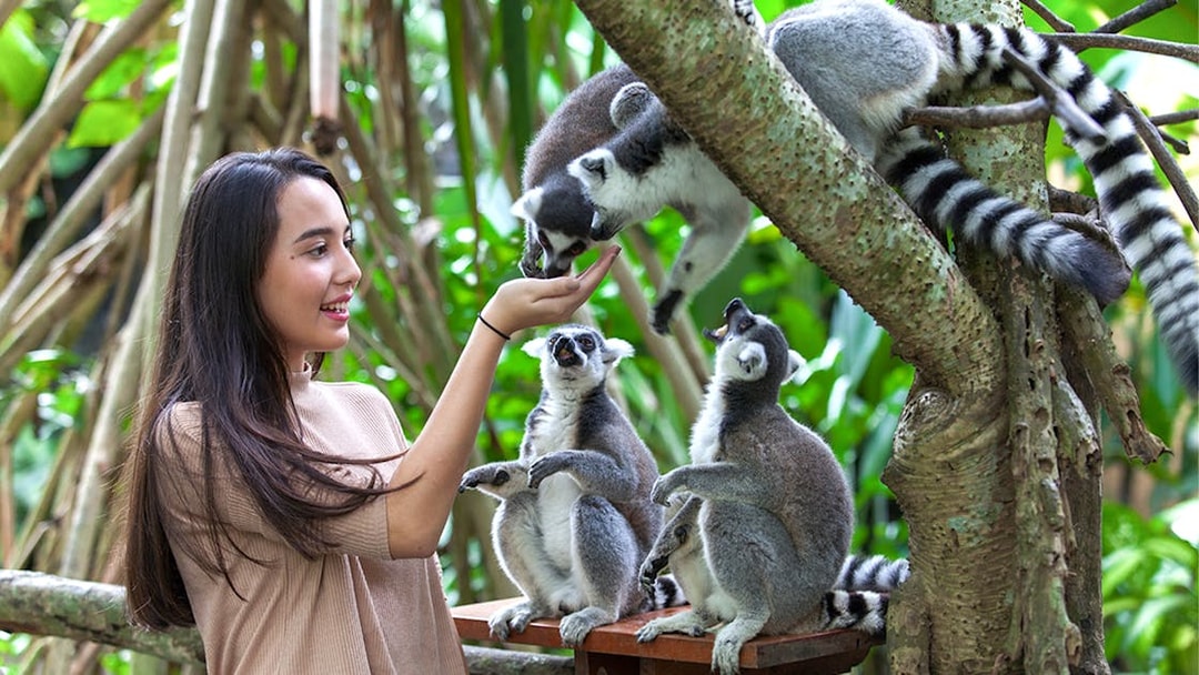 Woman feeding lemurs at Bali Zoo amidst lush greenery.