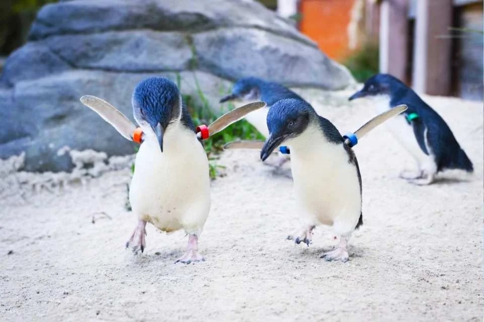 Ballarat Wildlife Park Entry Ticket | Victoria