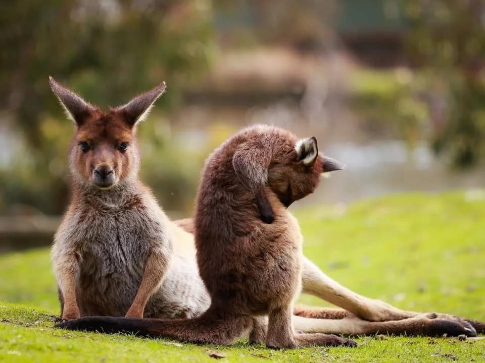 Ballarat Wildlife Park Entry Ticket | Victoria