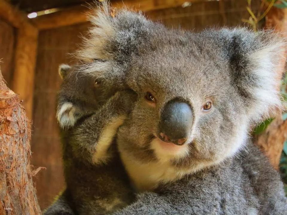 Ballarat Wildlife Park Entry Ticket | Victoria