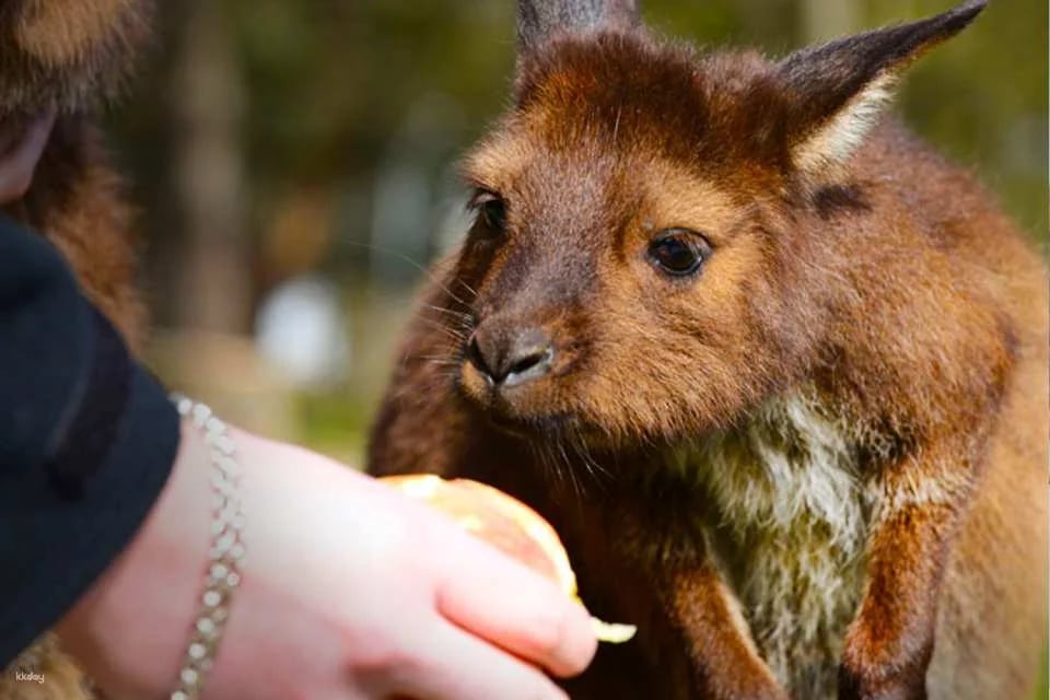 Ballarat Wildlife Park Entry Ticket | Victoria