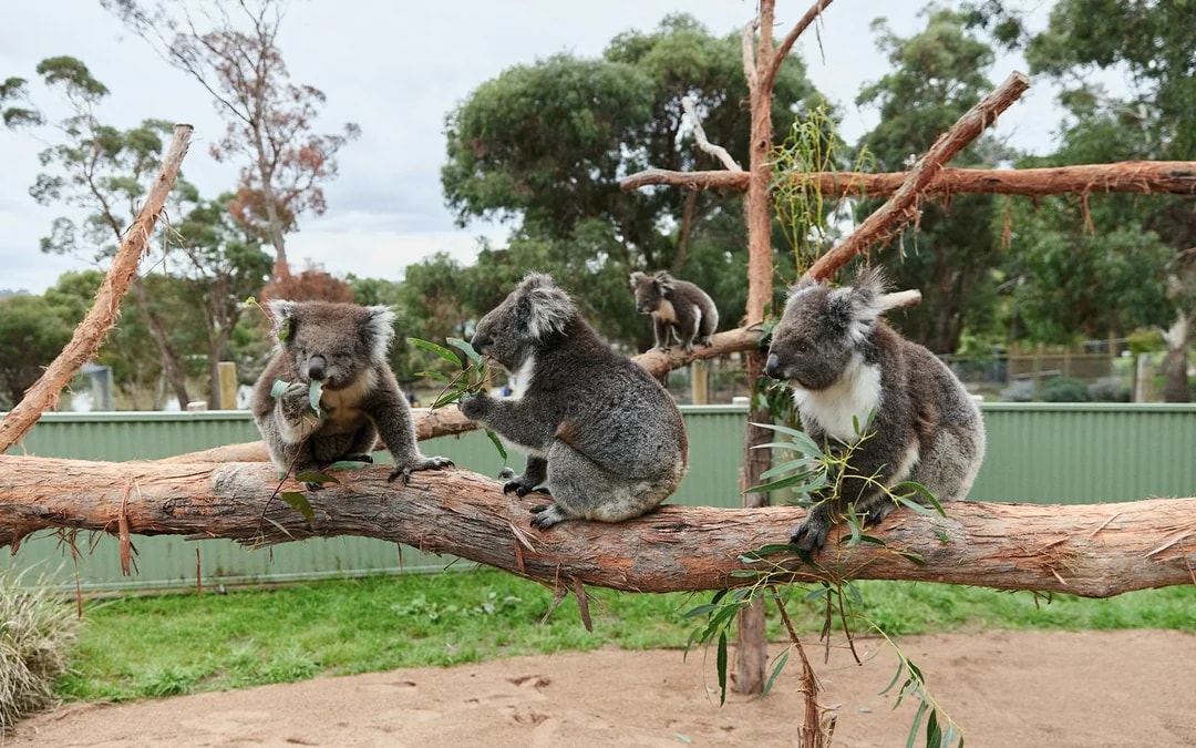 Ballarat Wildlife Park Tickets Image 6