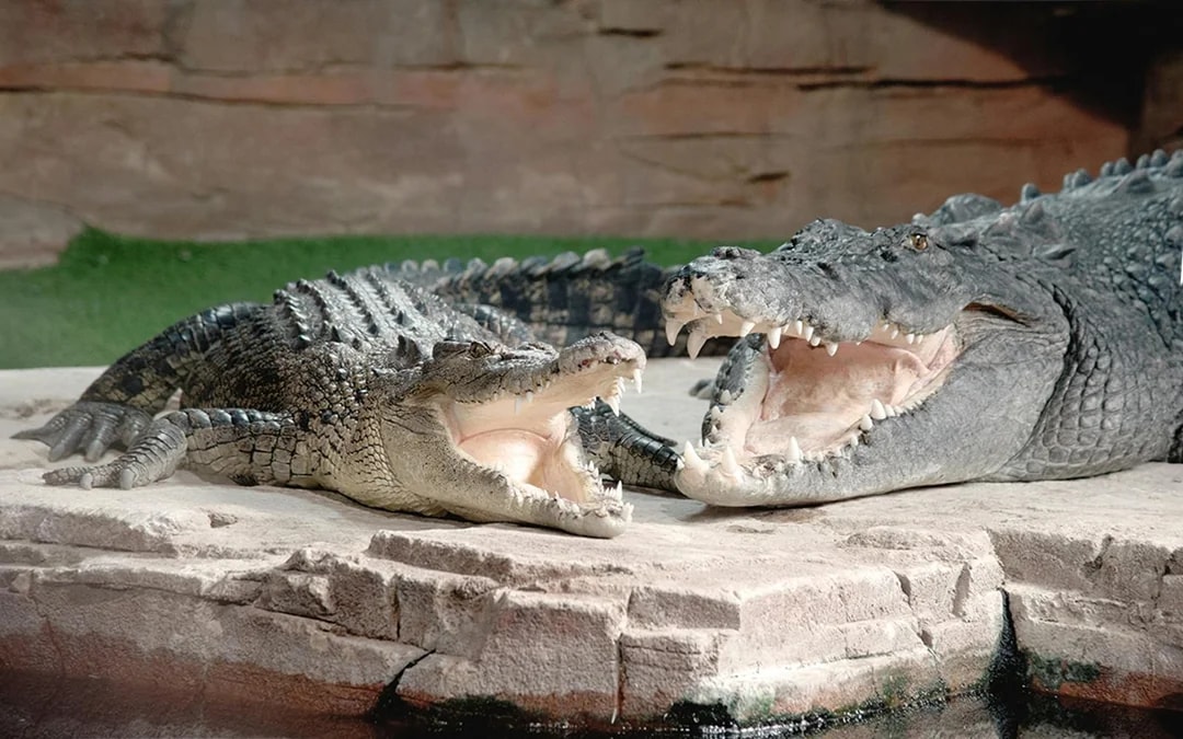 Ballarat Wildlife Park Tickets Image 7