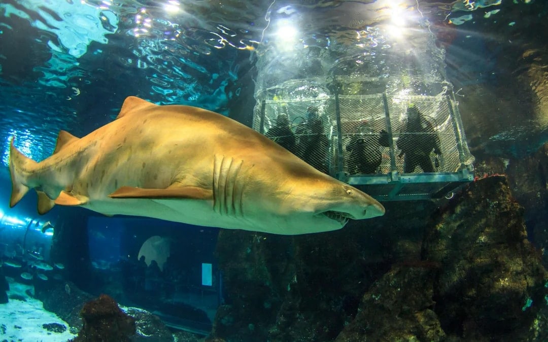 Barcelona Aquarium Flexible Entry Tickets Image 1