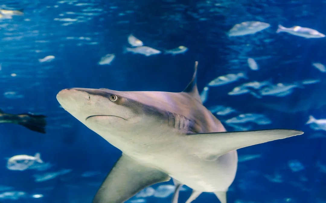 Barcelona Aquarium Flexible Entry Tickets Image 7
