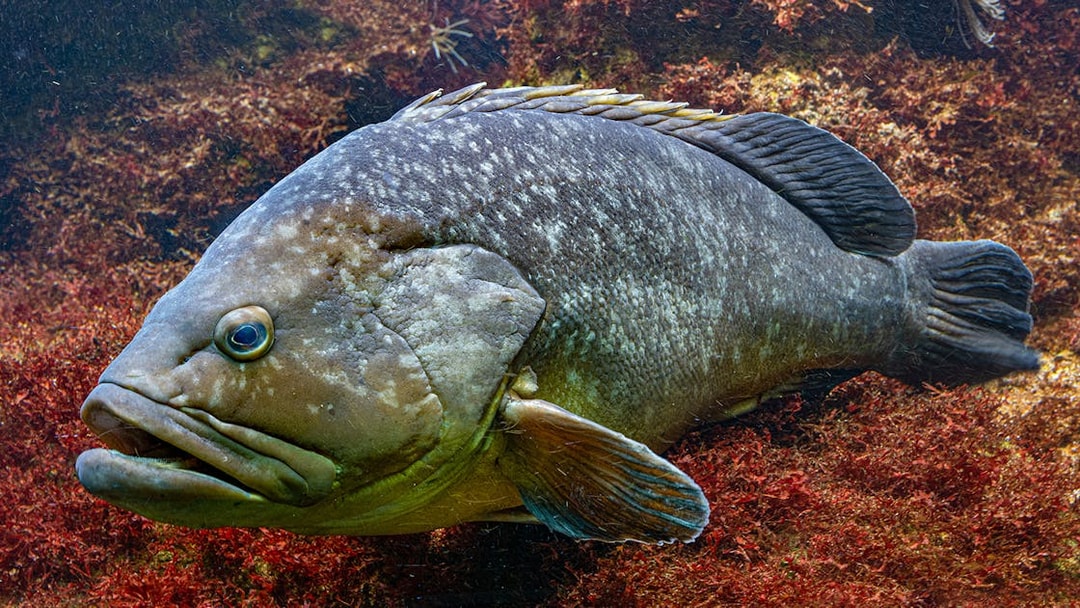 Dusky Grouper swimming at Barcelona Aquarium.