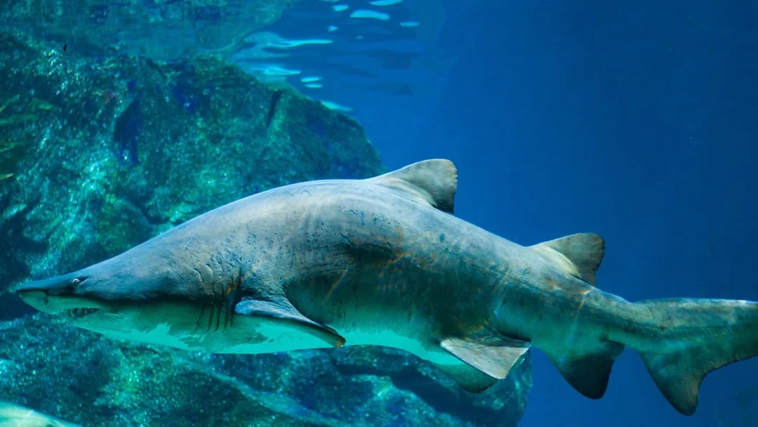 Shark swimming in a tank at Barcelona Aquarium.