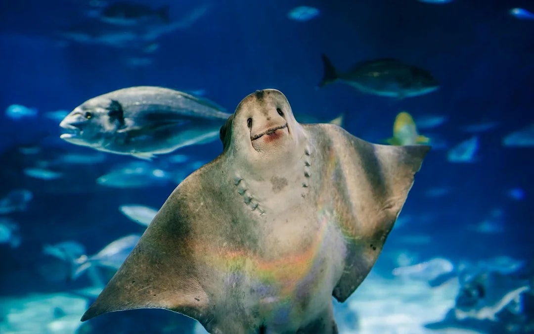 Barcelona Aquarium Skip-the-Line Tickets Image 7