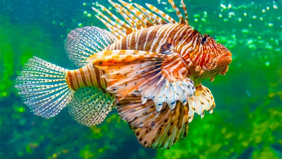 Lionfish swimming in the Mediterranean Aquarium at Barcelona Aquarium.